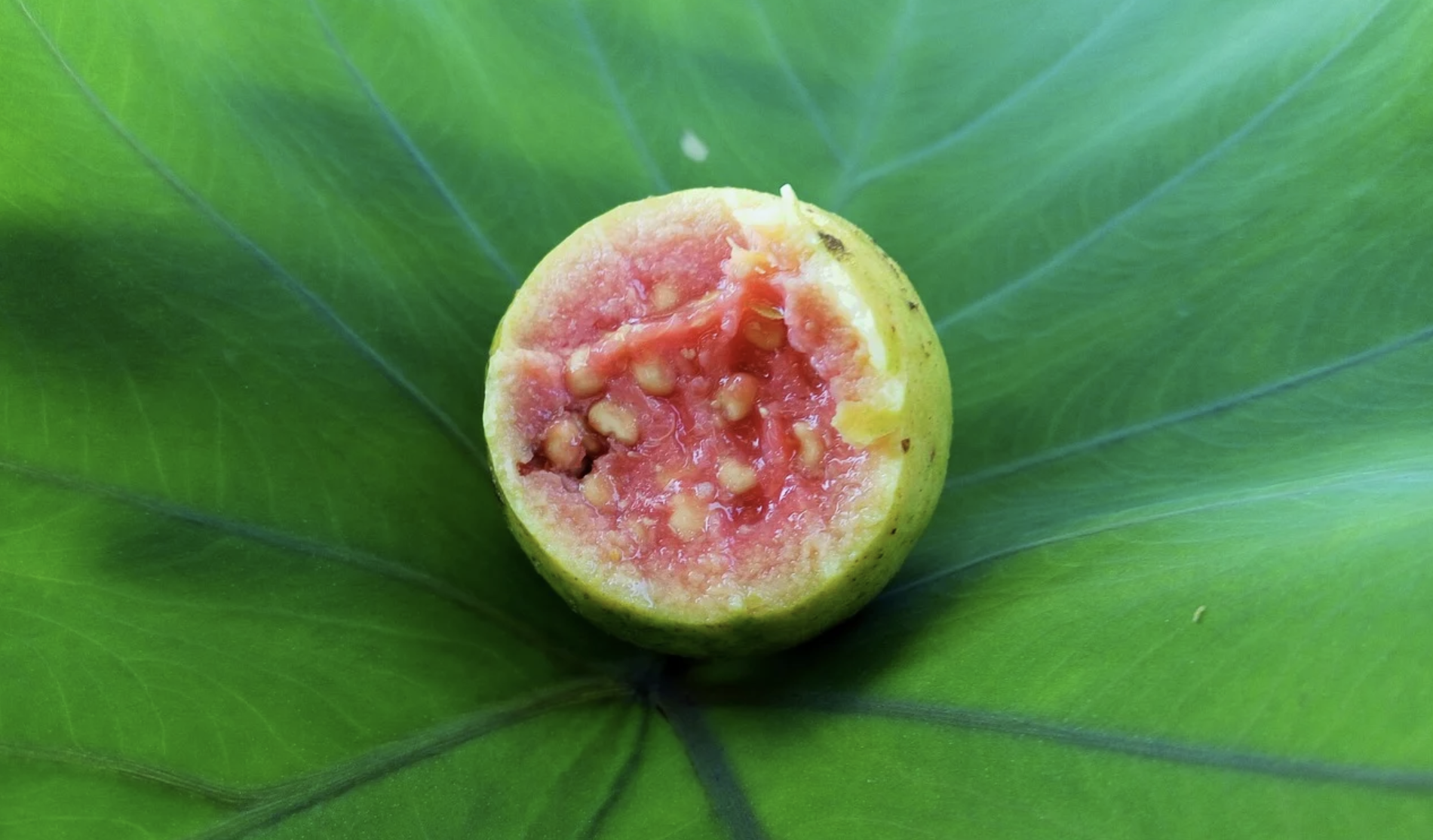 What are Guavas good for?