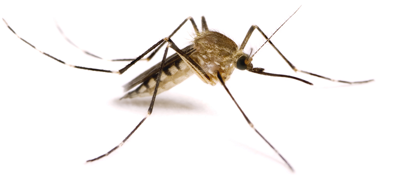 Dengue Fever: Beware of Bite